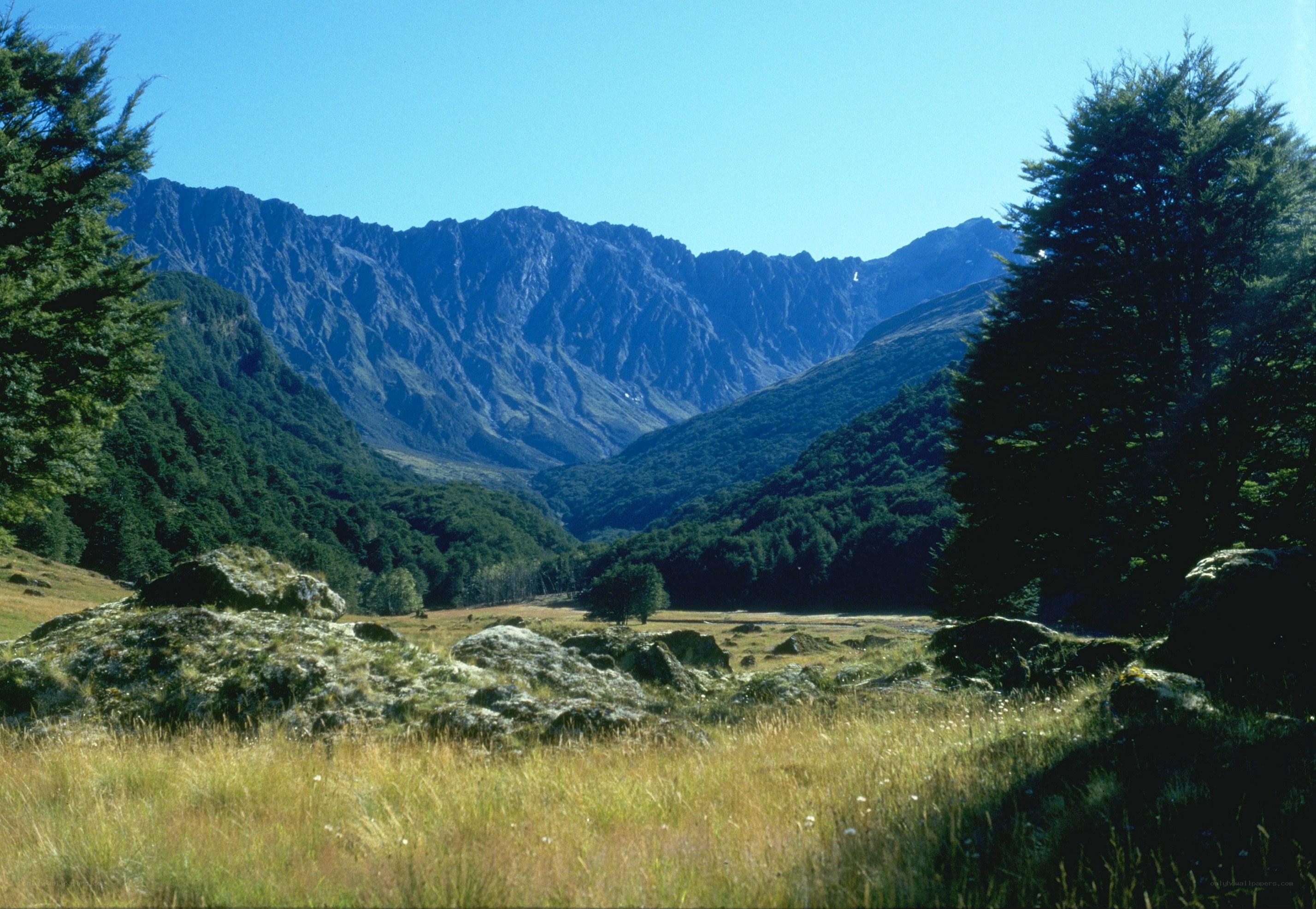 Mountain valley with forest and rocks