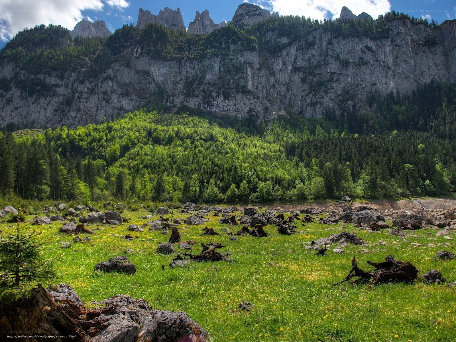 Mountain valley with forest and rocks
