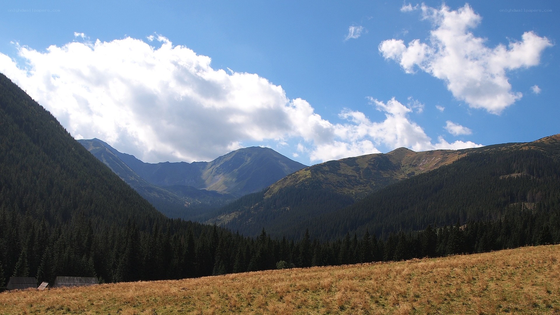 Mountain valley with forest and sky