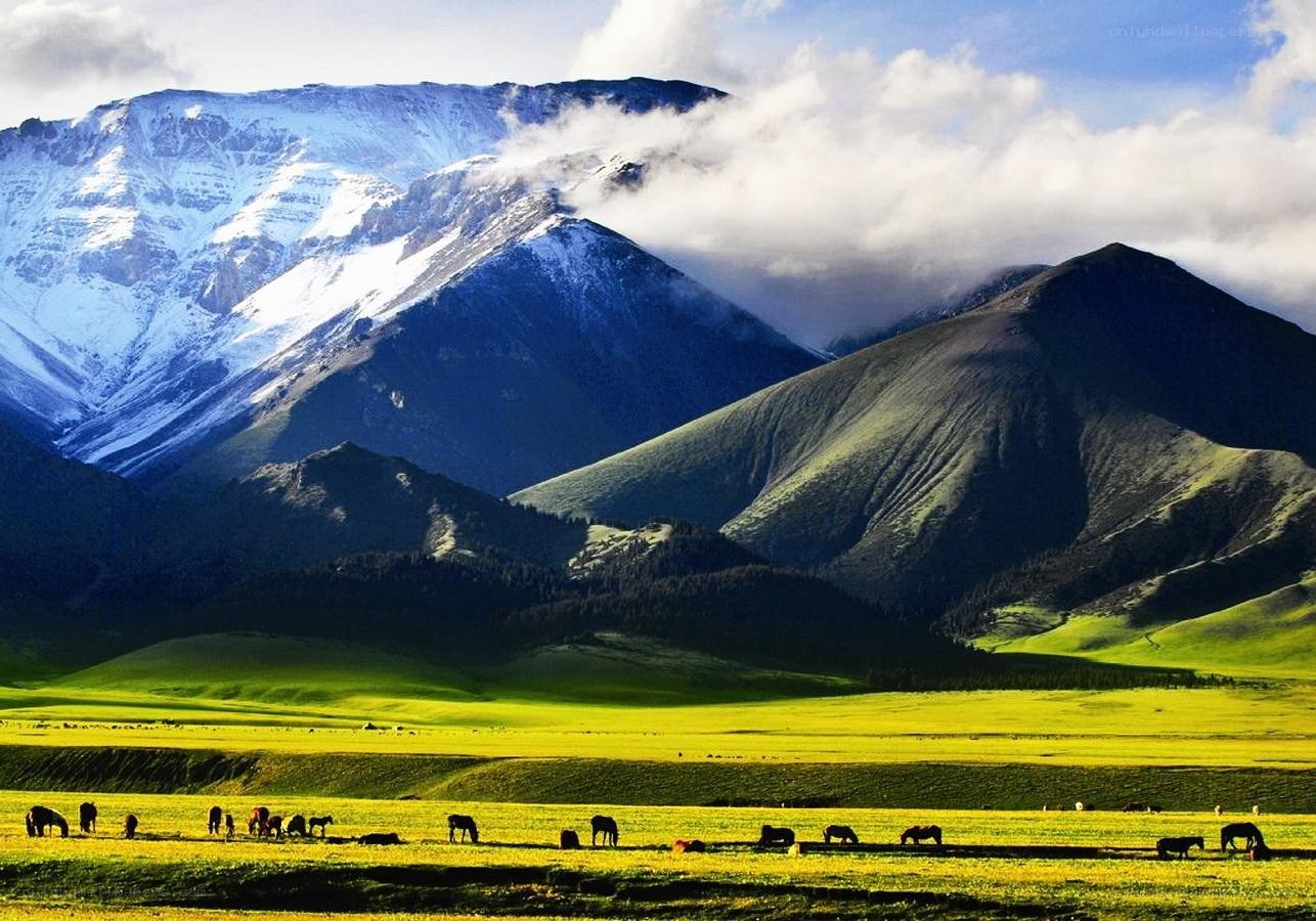 Mountain valley with grazing horses
