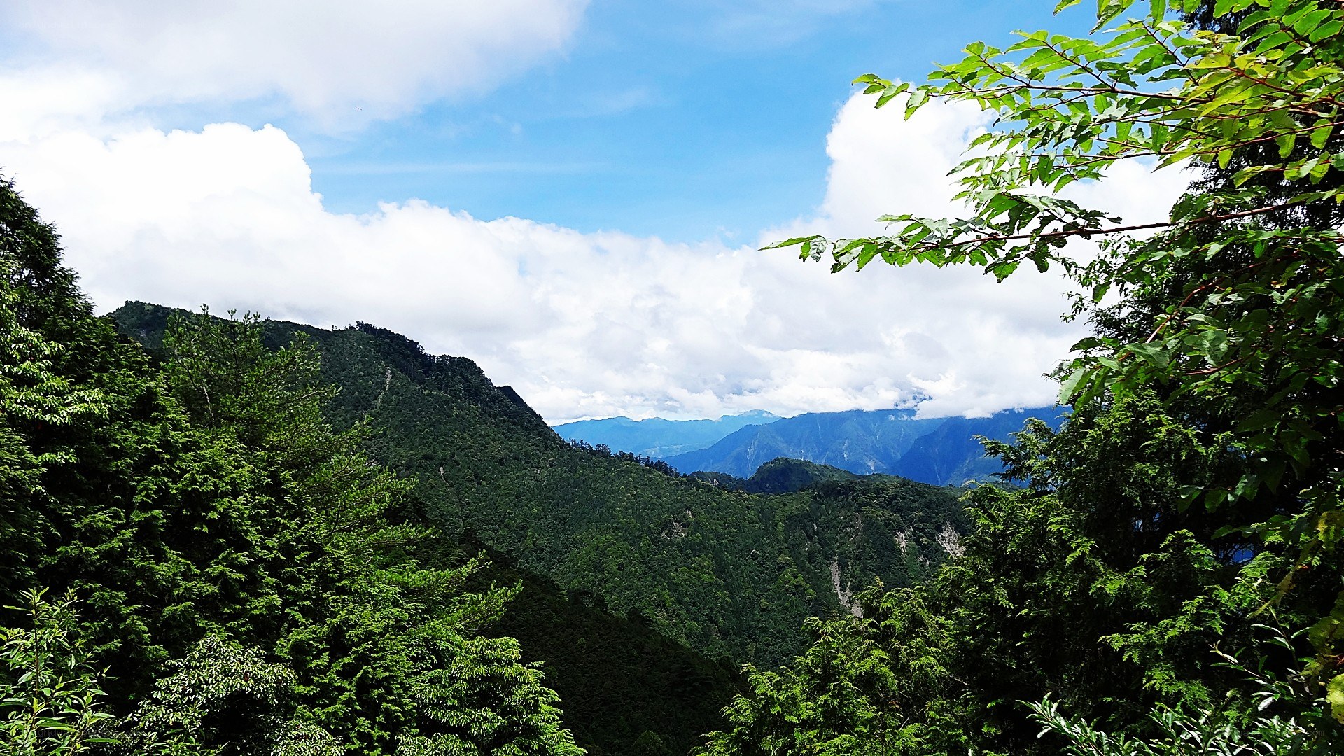 Mountain valley with green trees