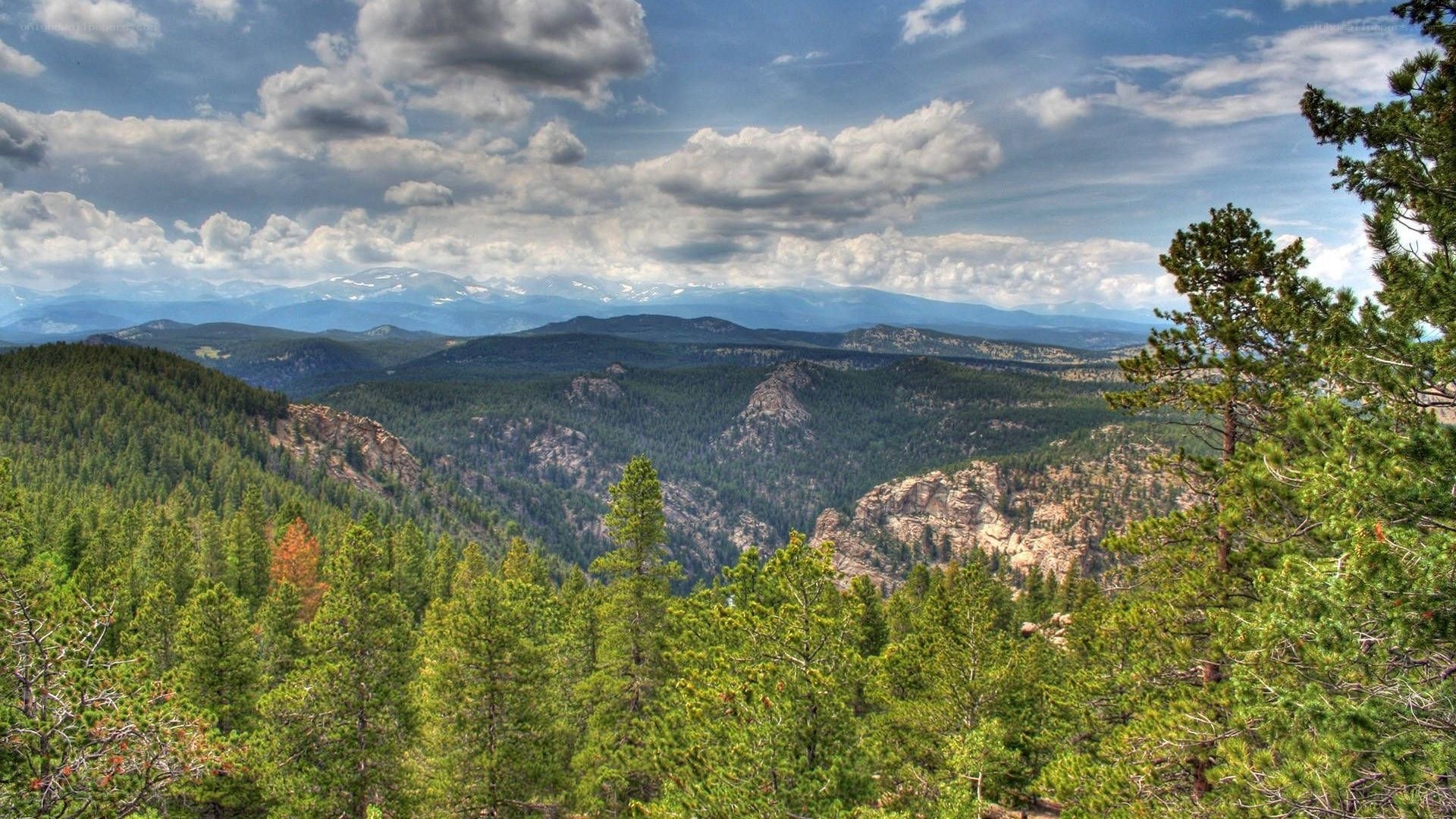 Mountain valley with pine trees