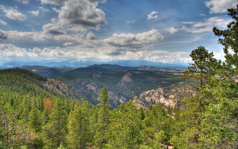 Mountain valley with pine trees