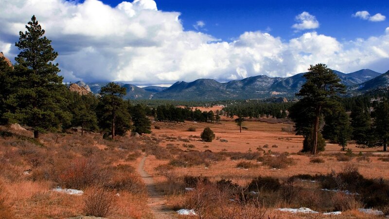 Mountain valley with pine trees
