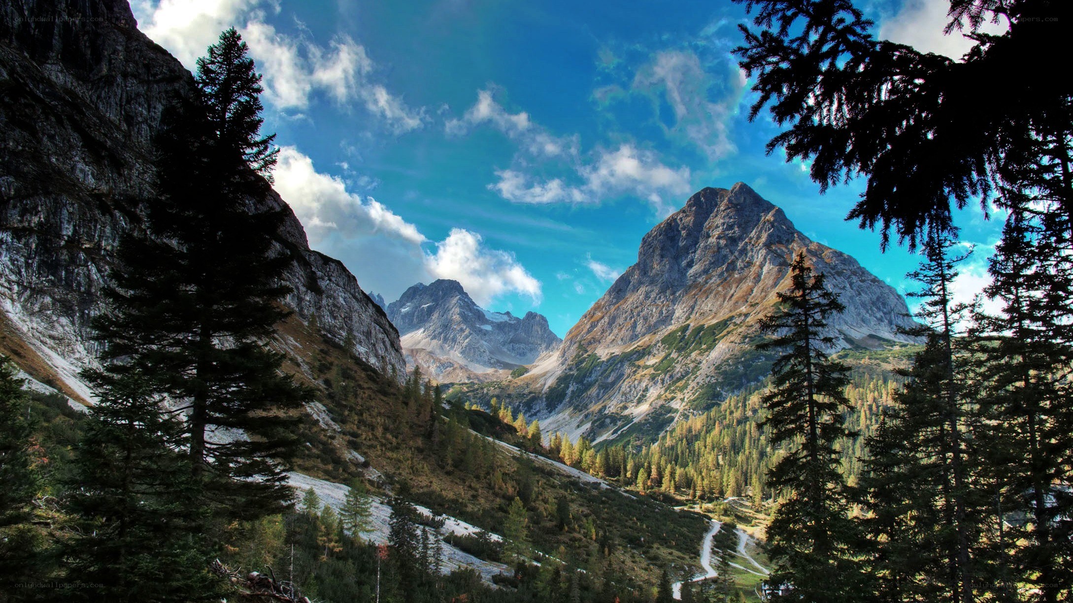 Mountain valley with pine trees