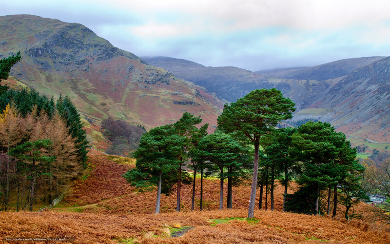 Mountain valley with pine trees