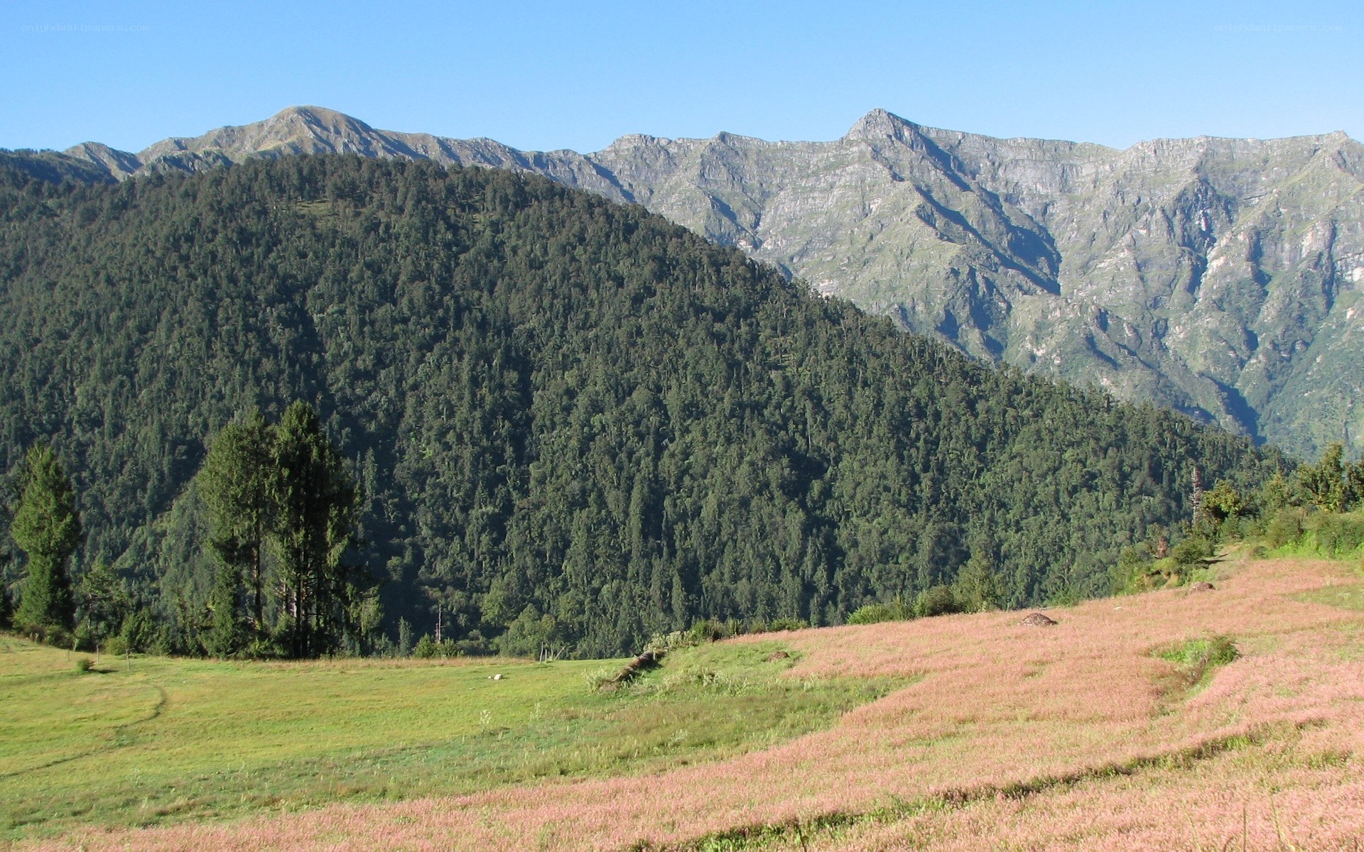 Mountain valley with pink flowers