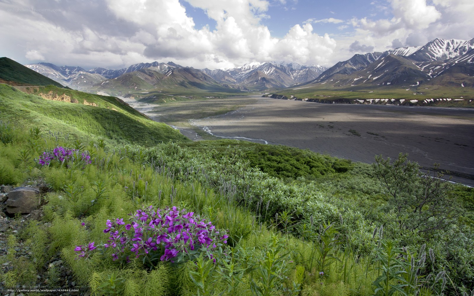 Mountain valley with purple flowers