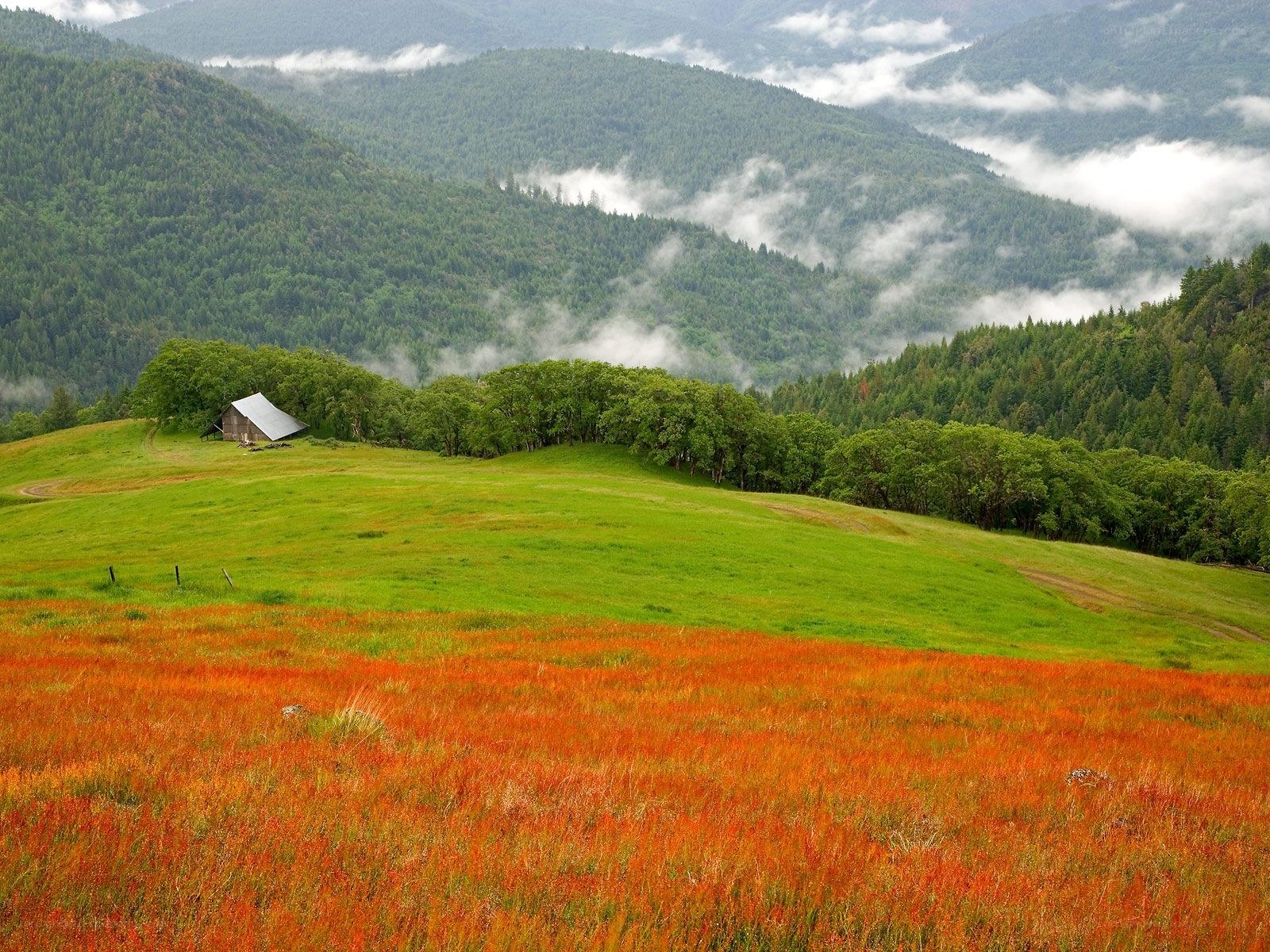 Mountain valley with red flowers