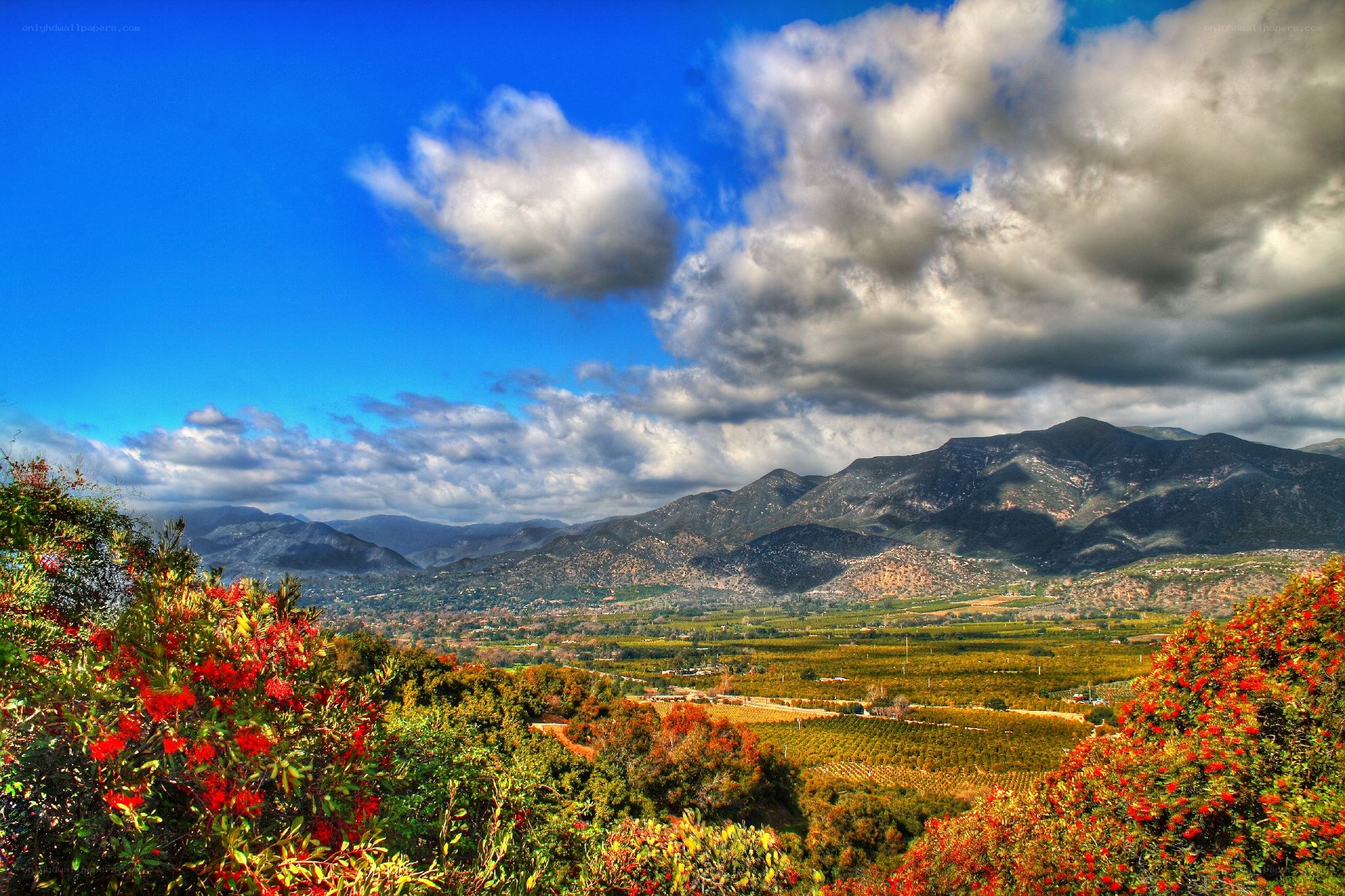 Mountain valley with red flowers