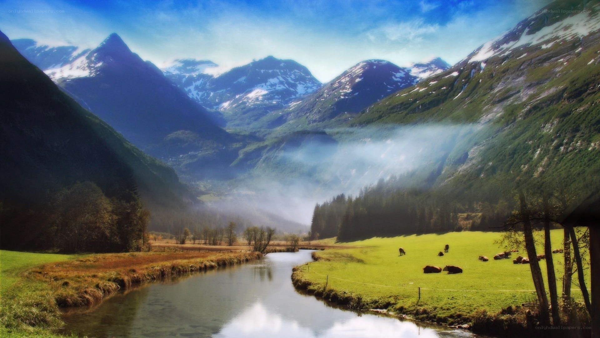 Mountain valley with river and cows