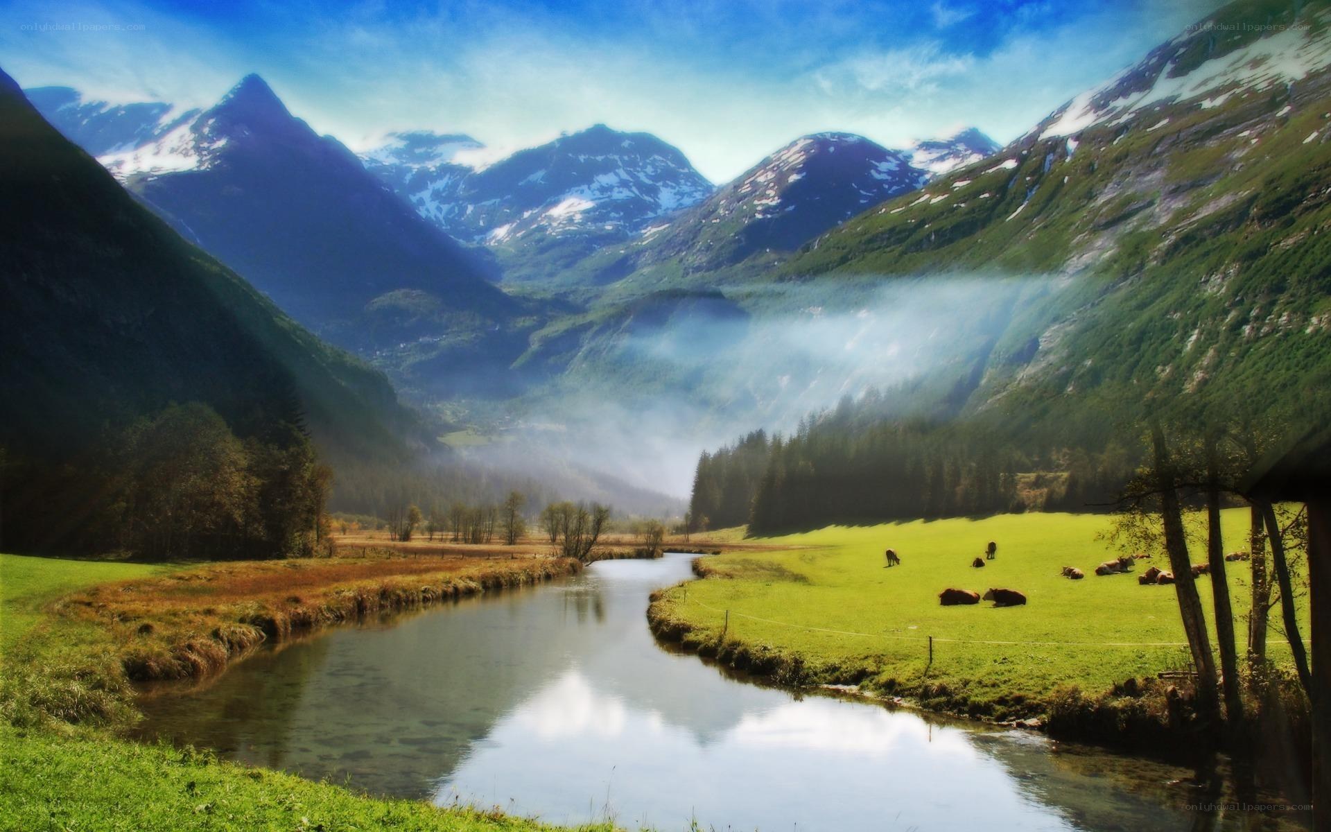 Mountain valley with river and cows