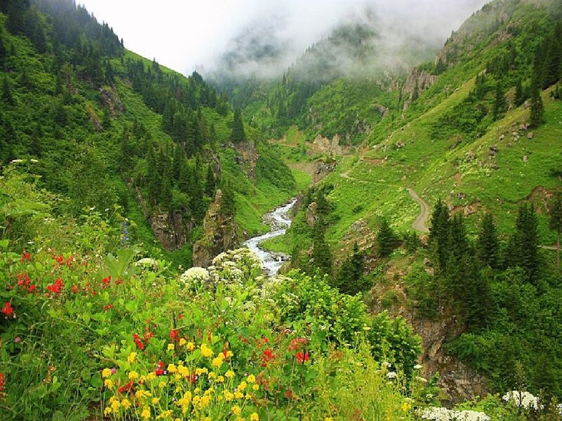 Mountain valley with river and wildflowers