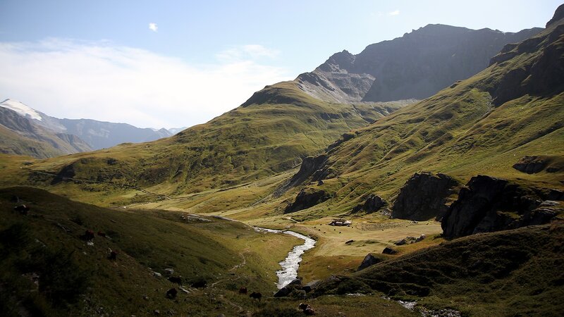 Mountain valley with stream and grazing cows
