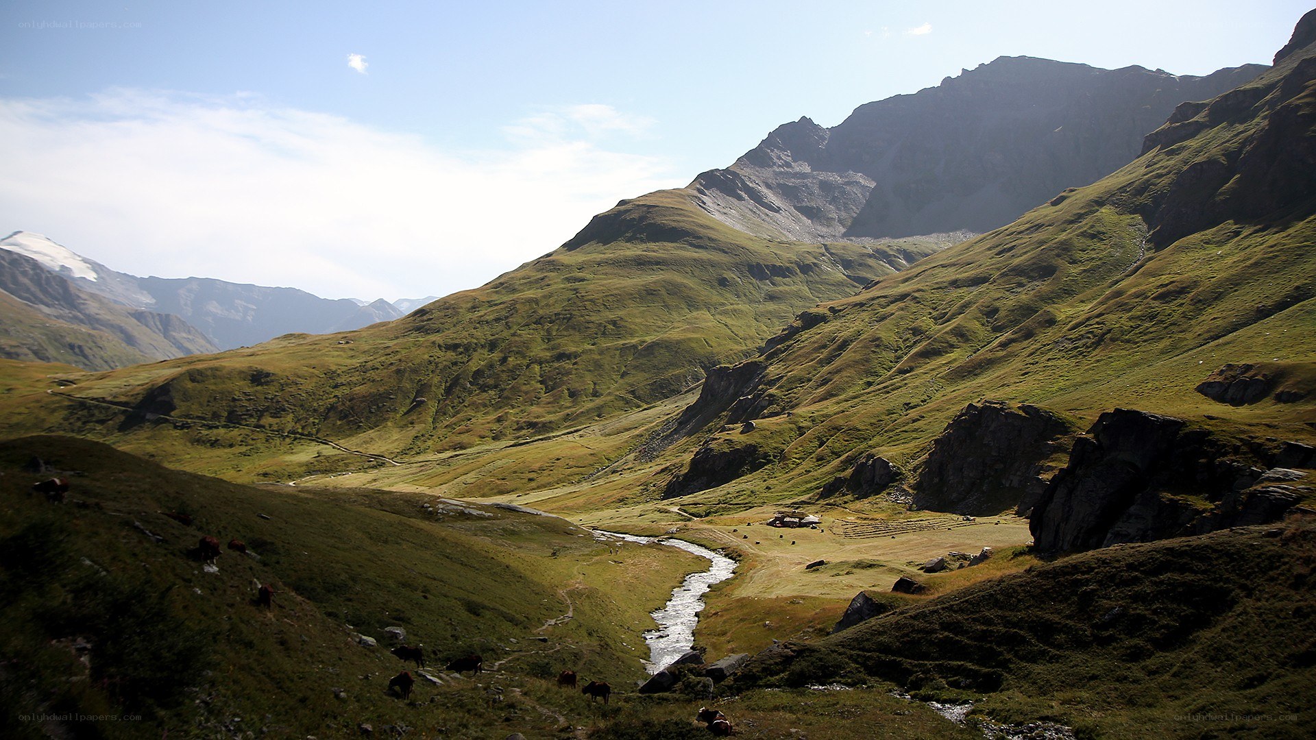 Mountain valley with stream and grazing cows