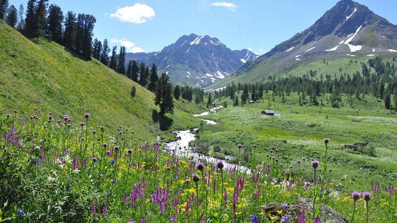 Mountain Valley with Stream — Green, Serene, Summer, Photograph, Flowers, Trees