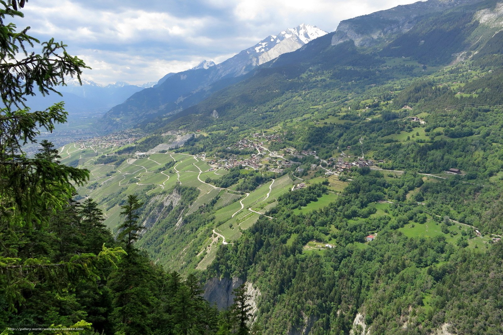 mountain valley with vineyards