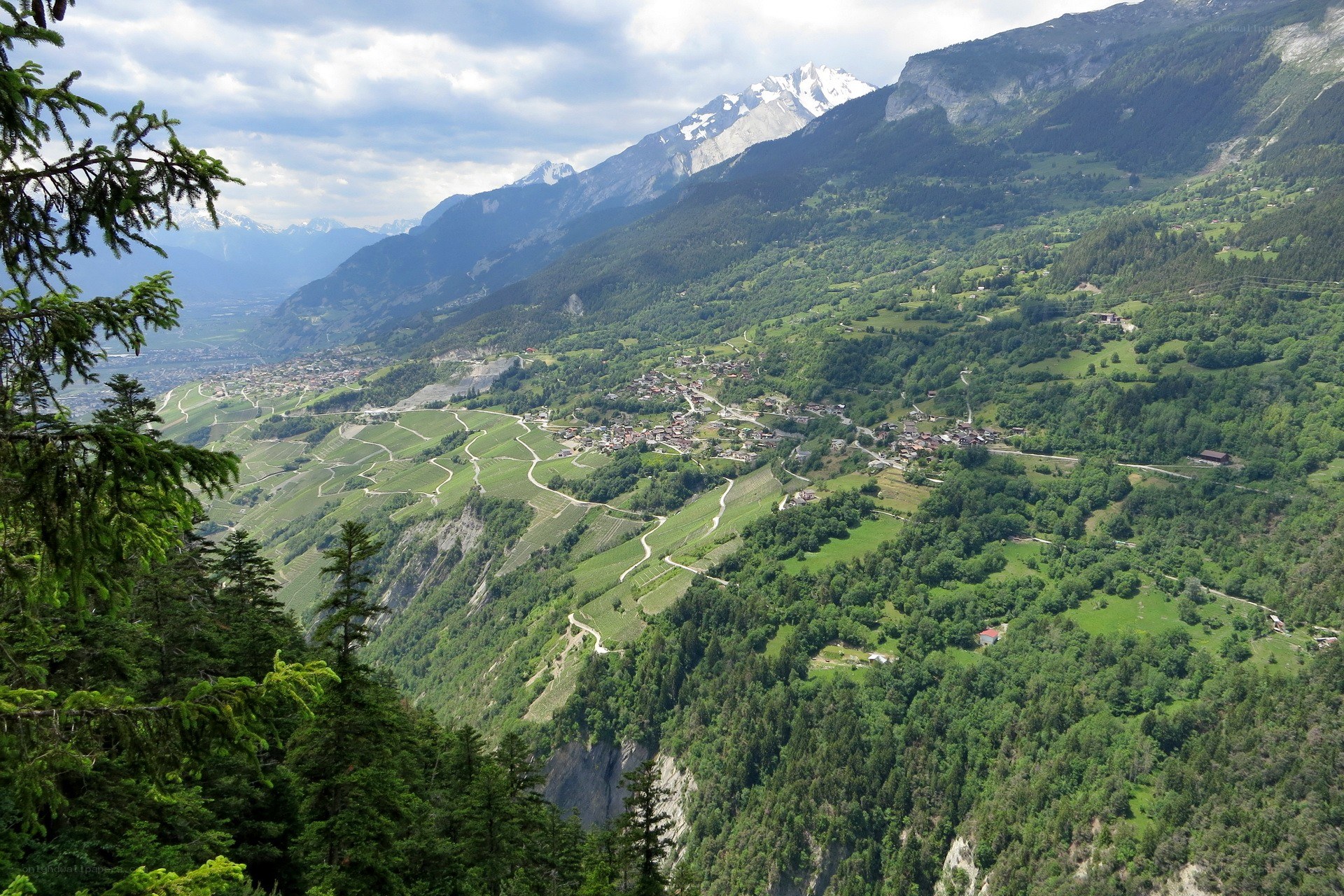 mountain valley with vineyards
