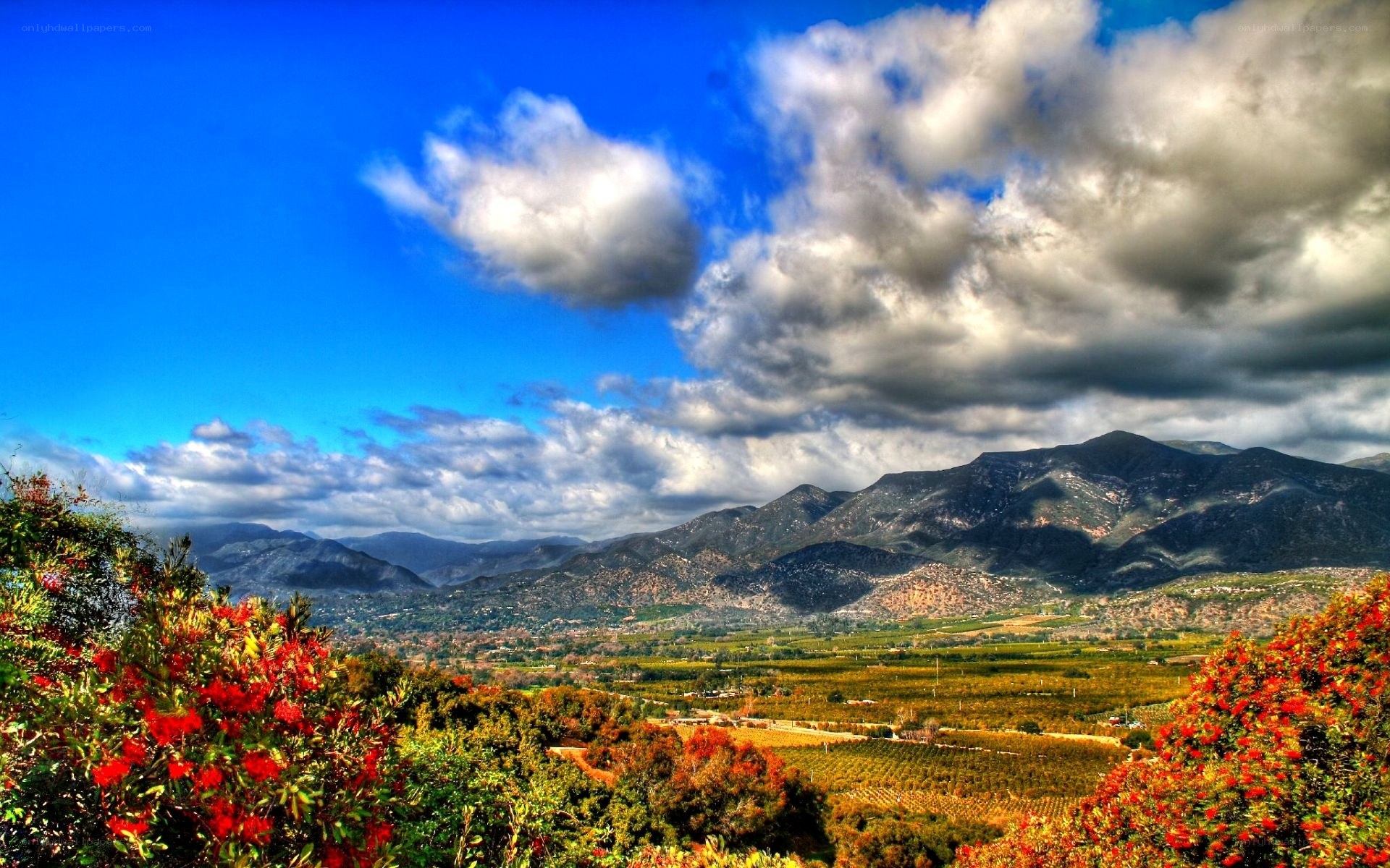 Mountain valley with vineyards
