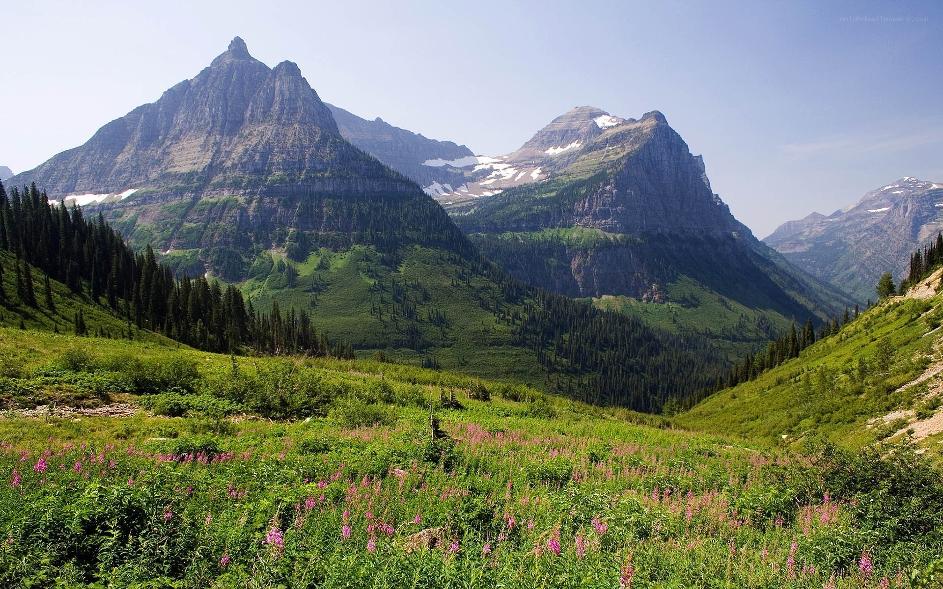 Mountain valley with wildflowers