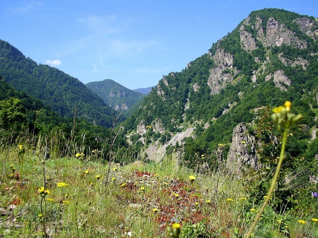 Mountain valley with wildflowers