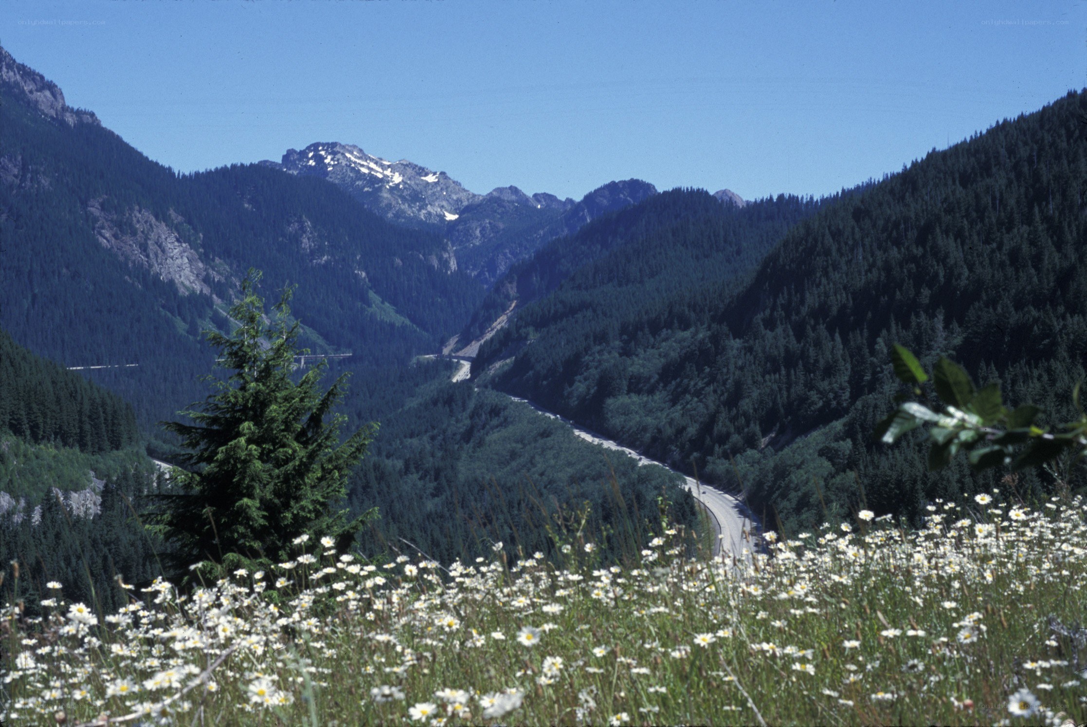 mountain valley with wildflowers