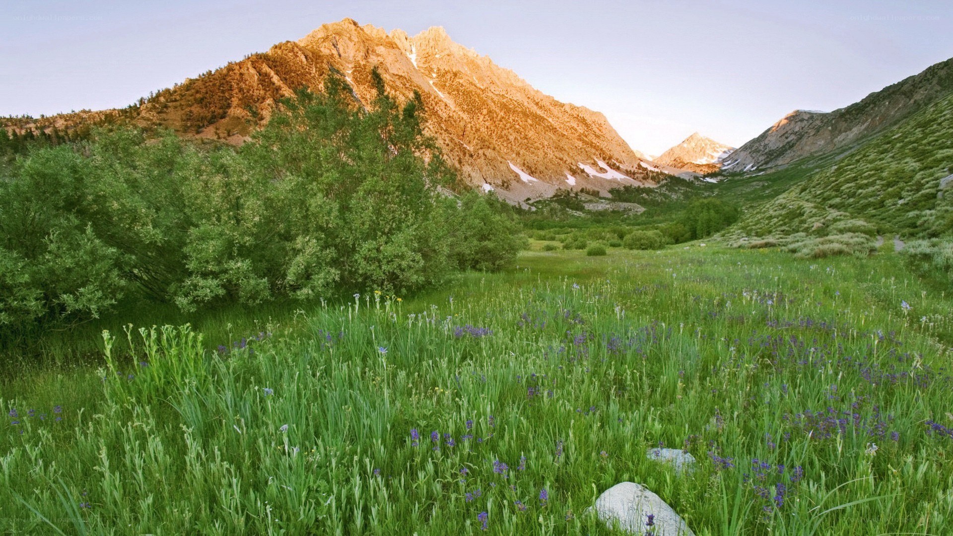 Mountain valley with wildflowers
