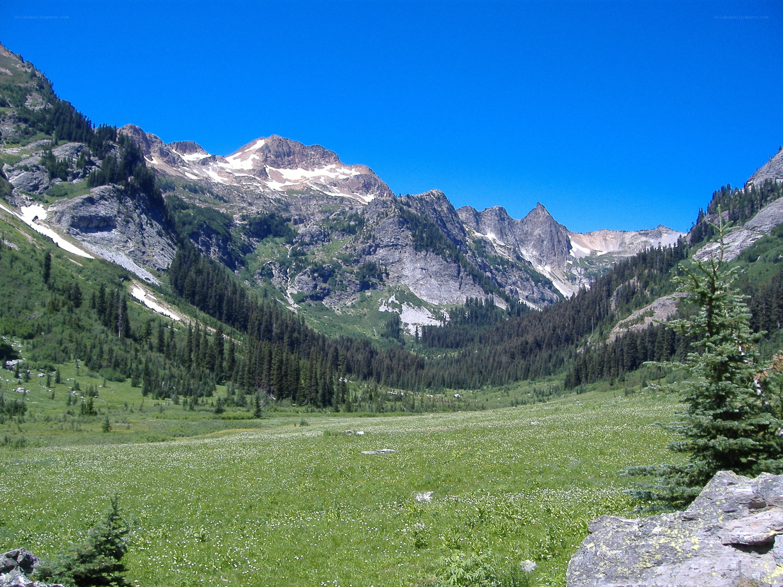 Mountain valley with wildflowers