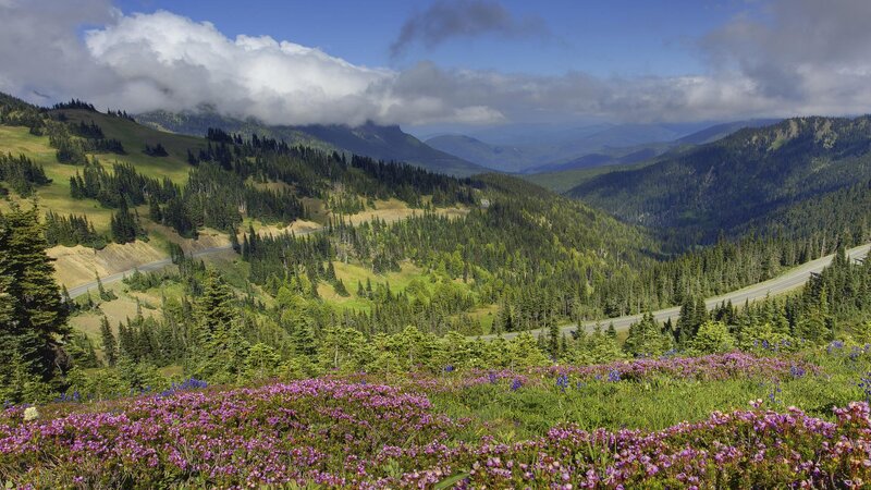 Mountain valley with wildflowers