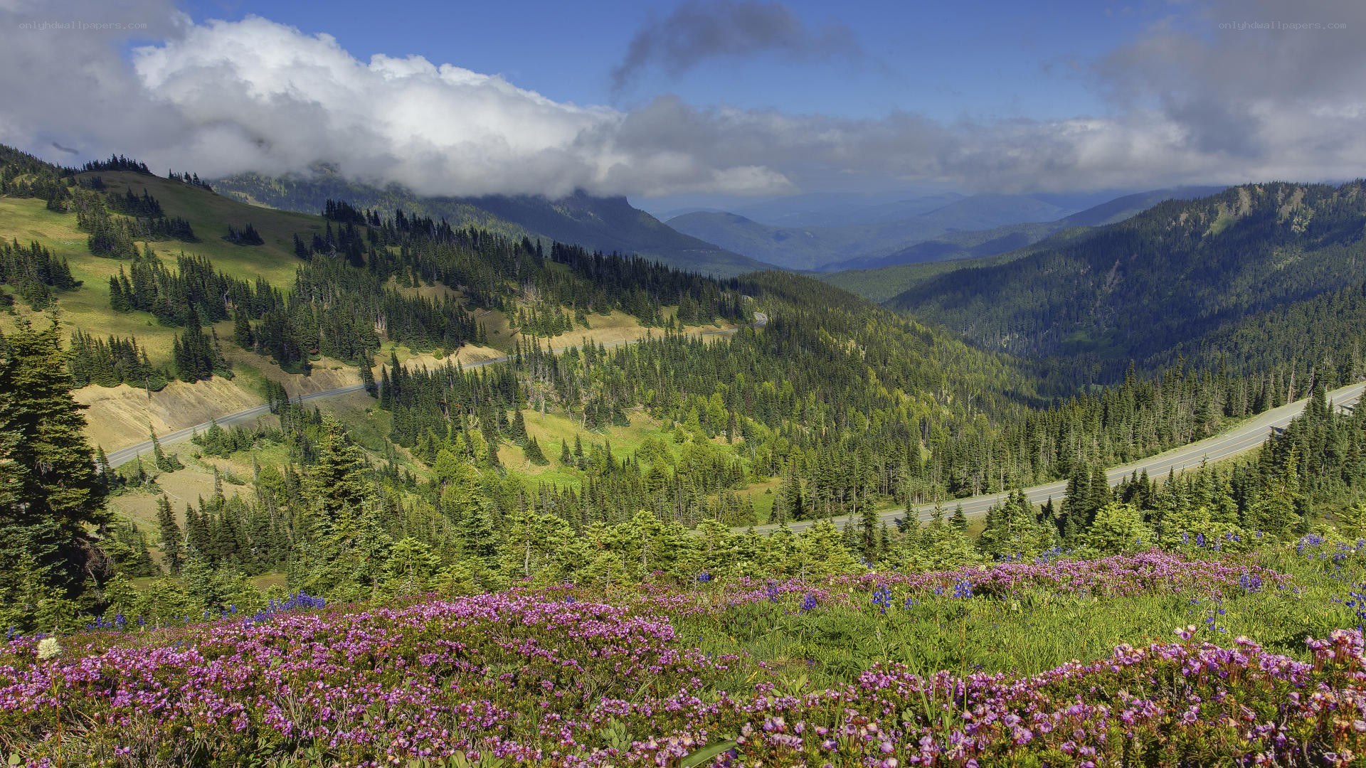 Mountain valley with wildflowers