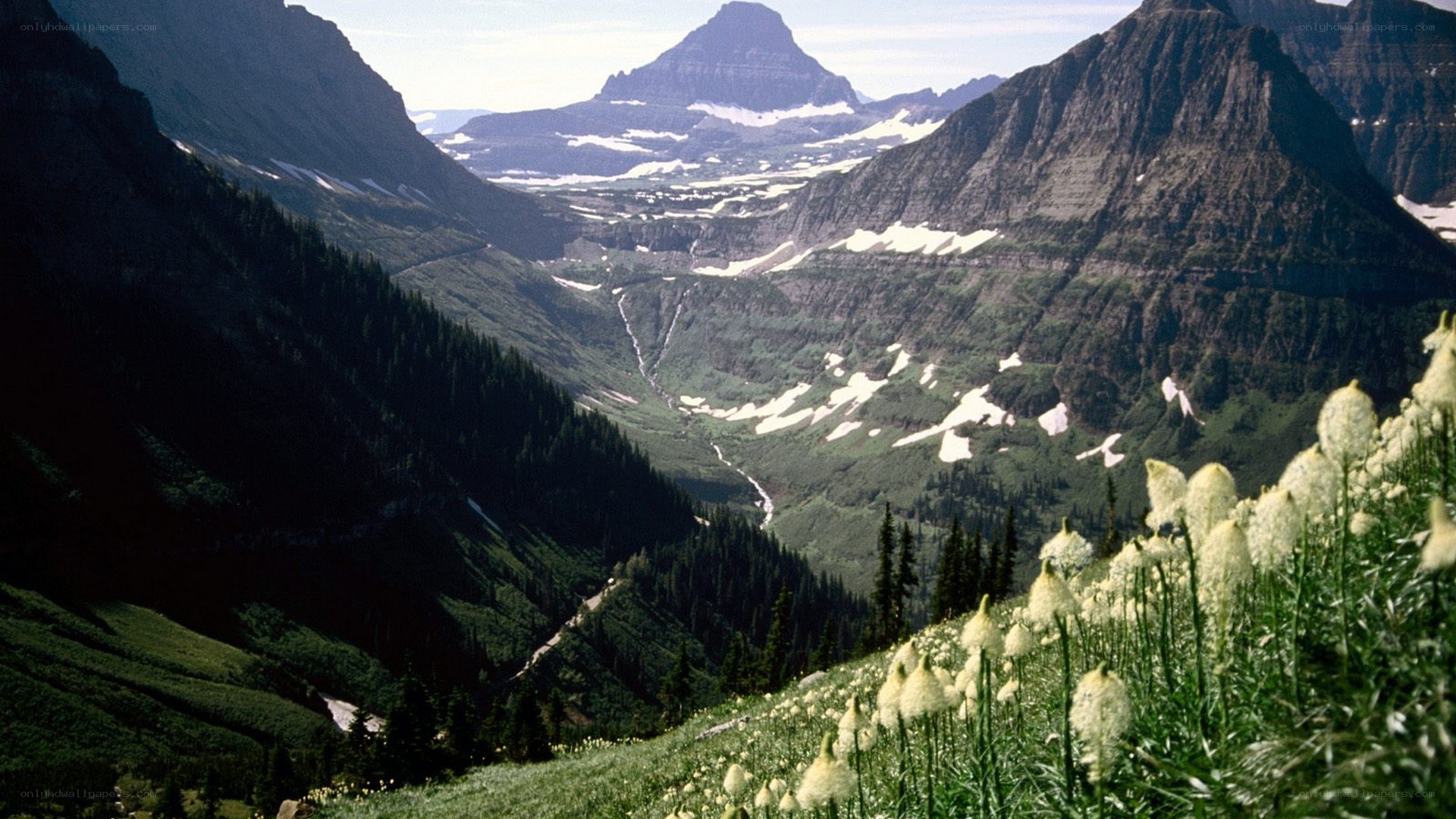 Mountain valley with wildflowers