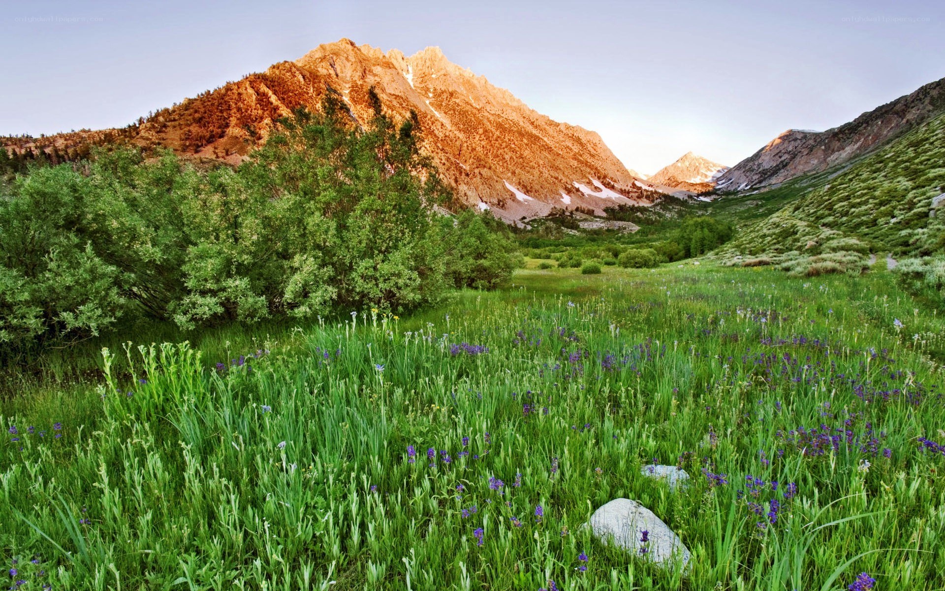 Mountain valley with wildflowers