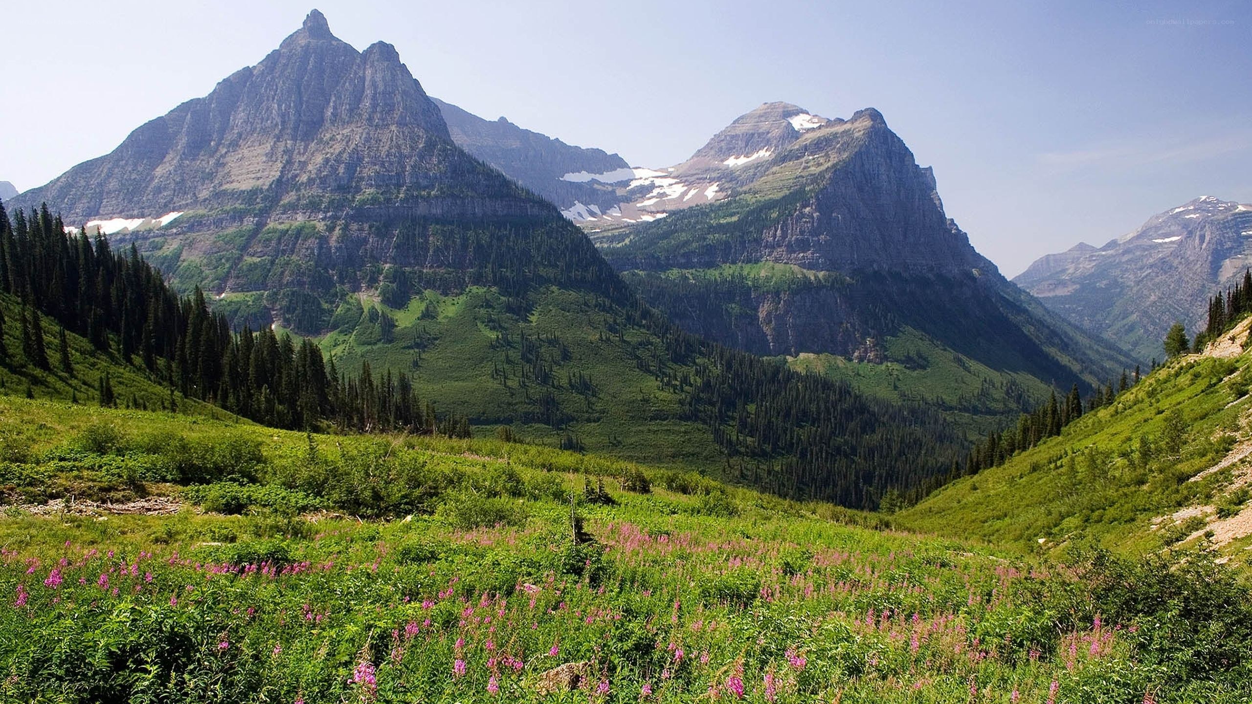 Mountain valley with wildflowers