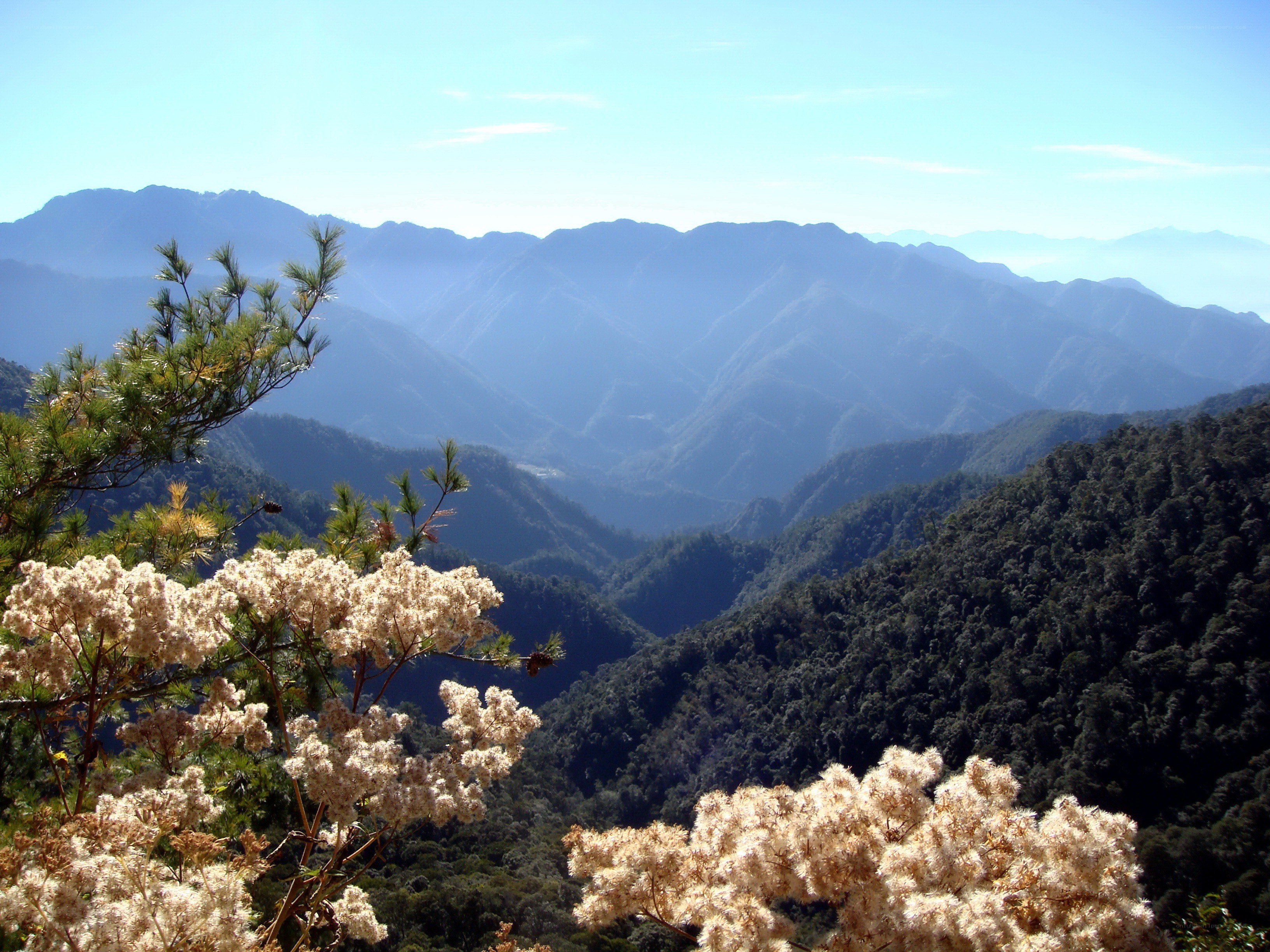 Mountain valley with wildflowers