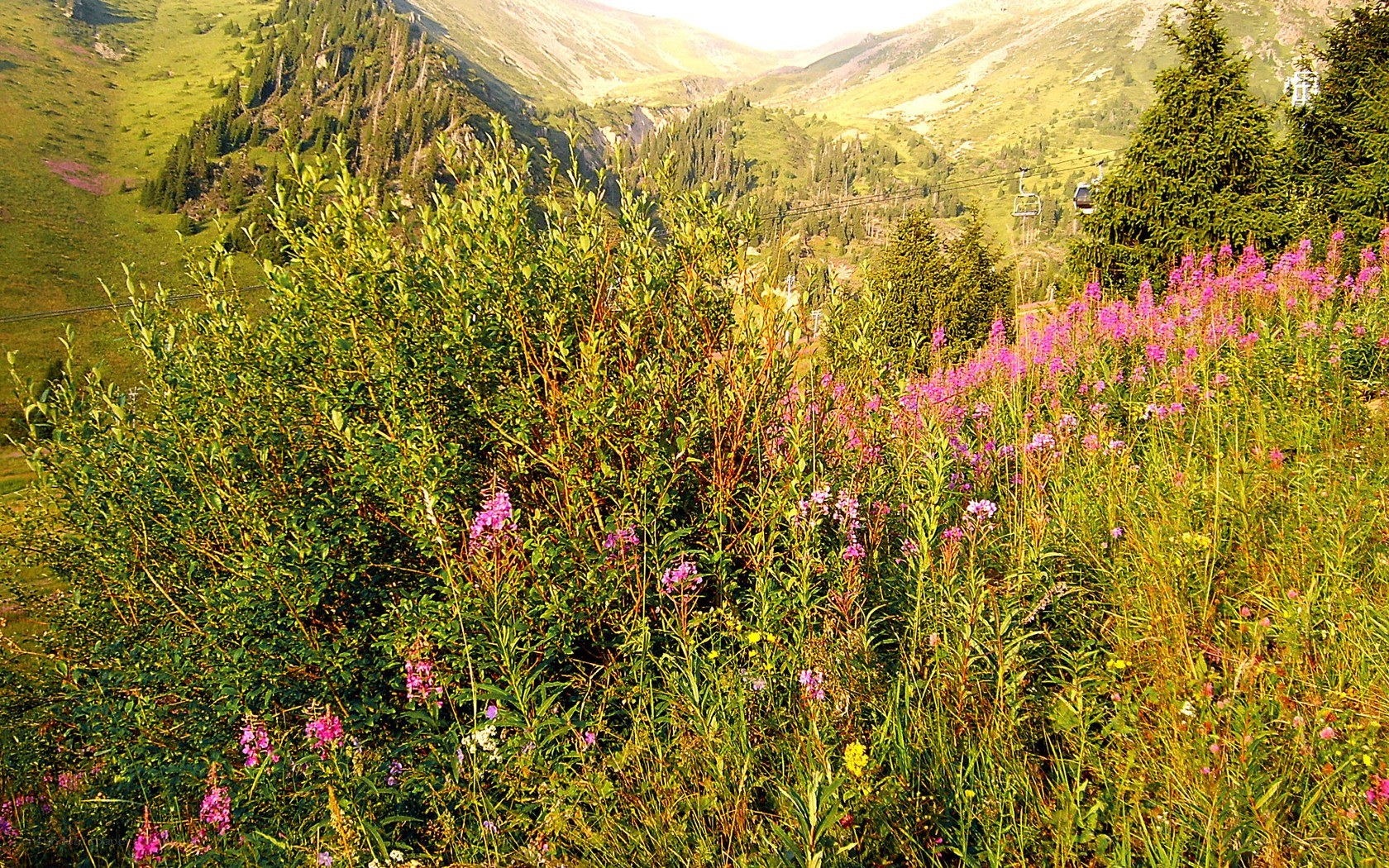 Mountain valley with wildflowers