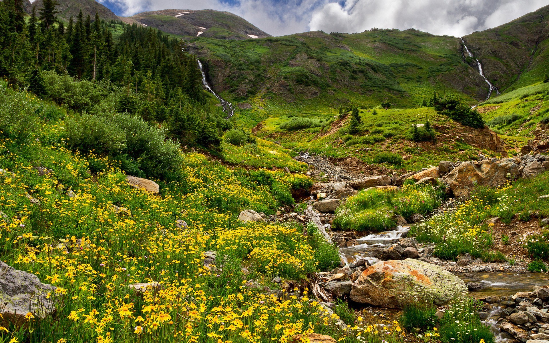 Mountain valley with wildflowers