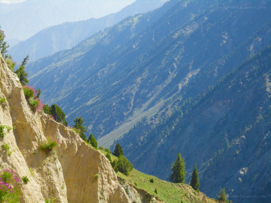mountain valley with wildflowers