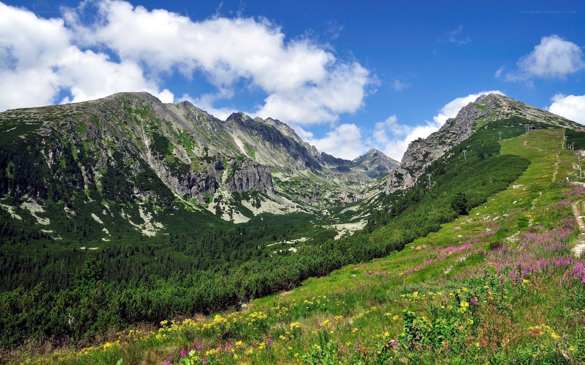 Mountain valley with wildflowers