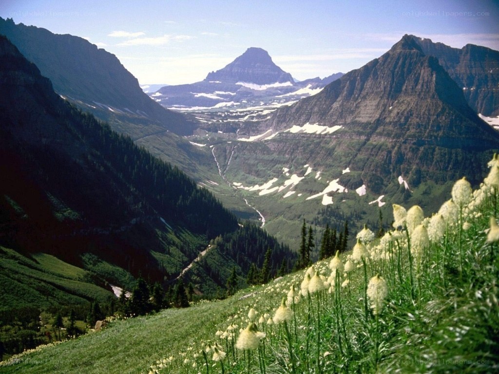 mountain valley with wildflowers