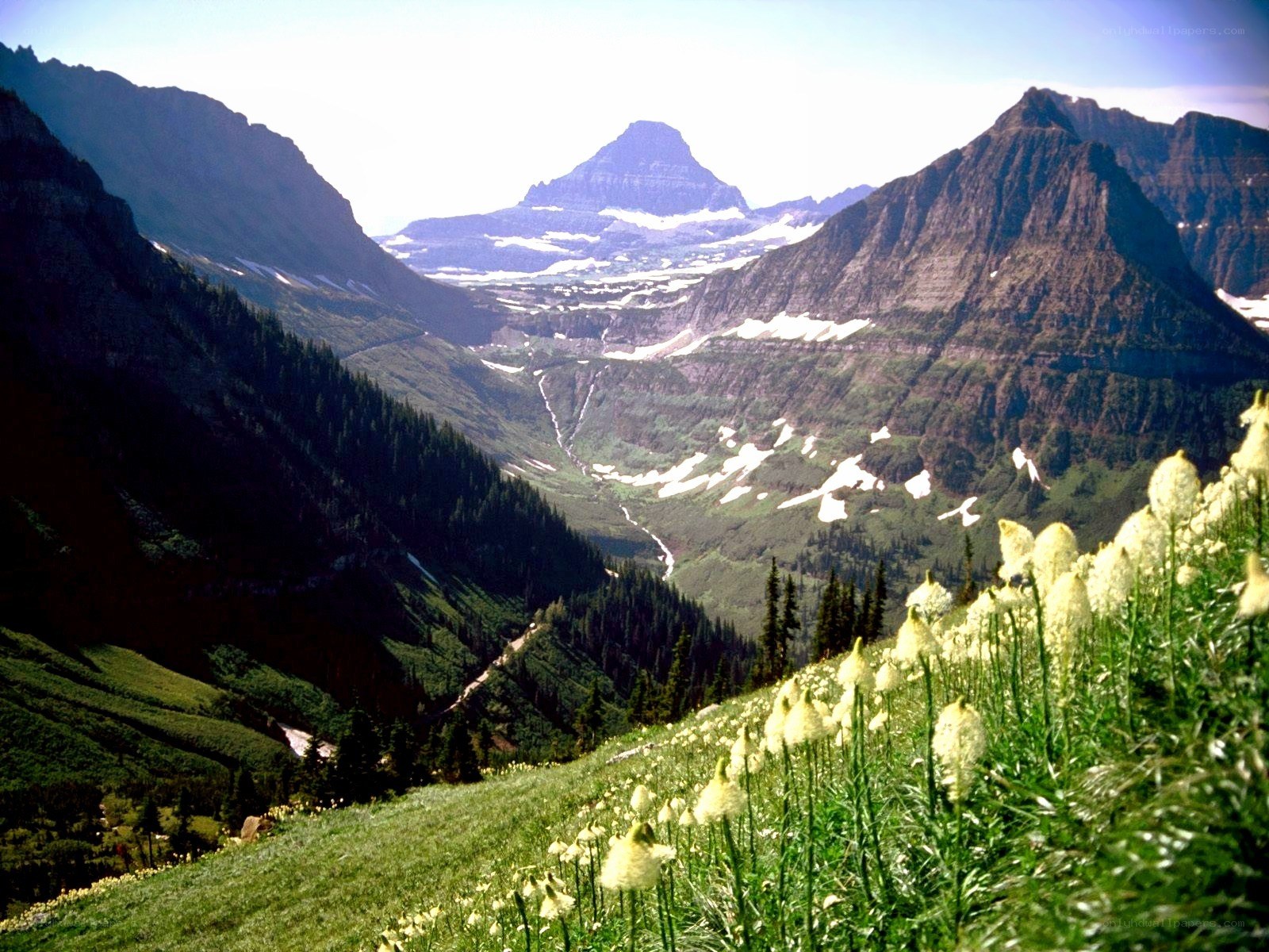 Mountain valley with wildflowers