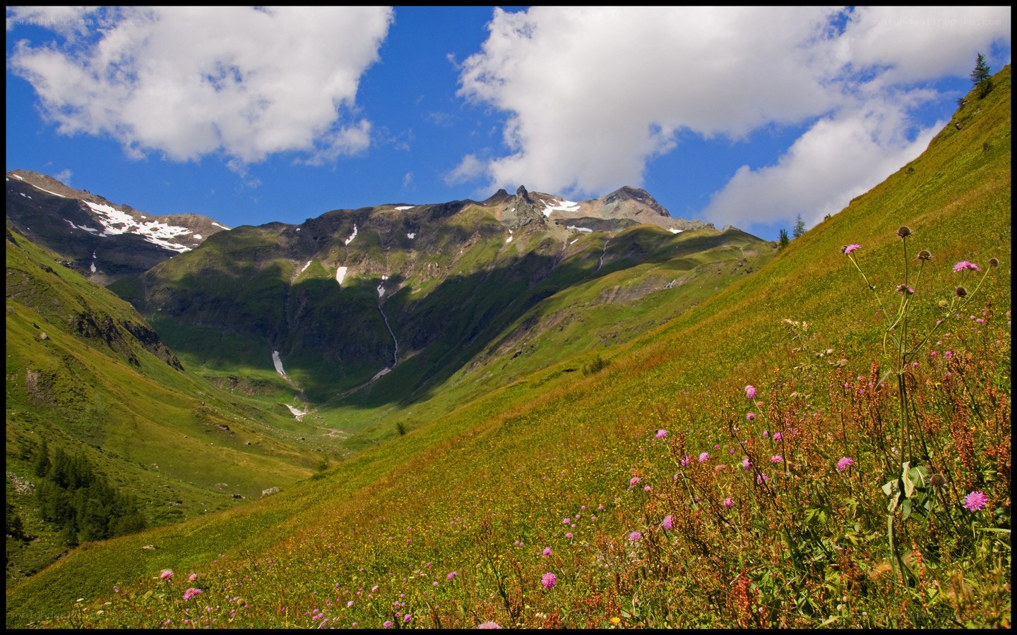 Mountain valley with wildflowers