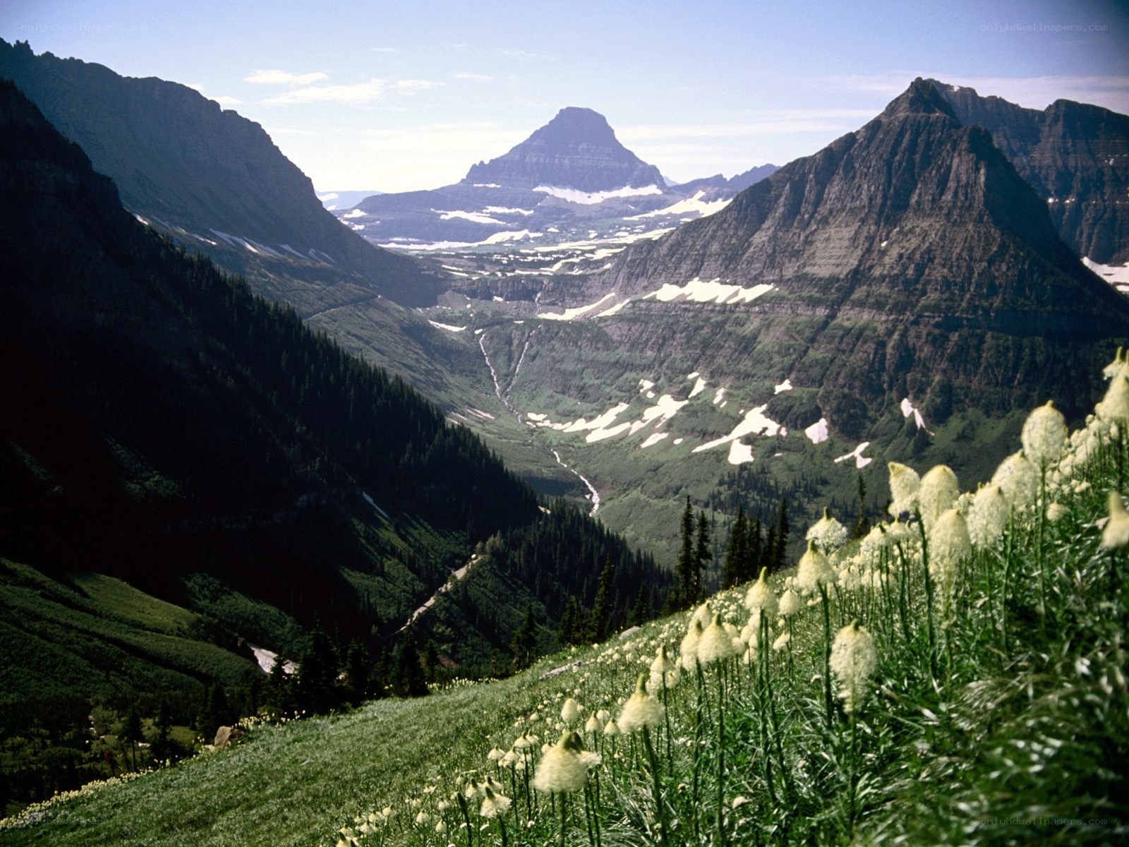 Mountain valley with wildflowers