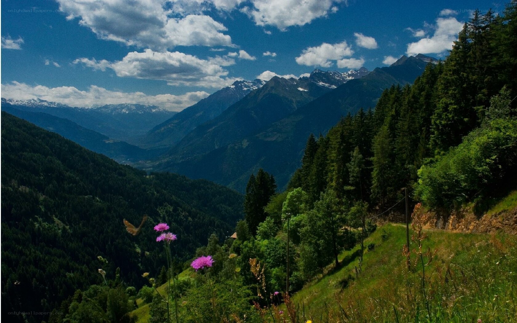 Mountain valley with wildflowers