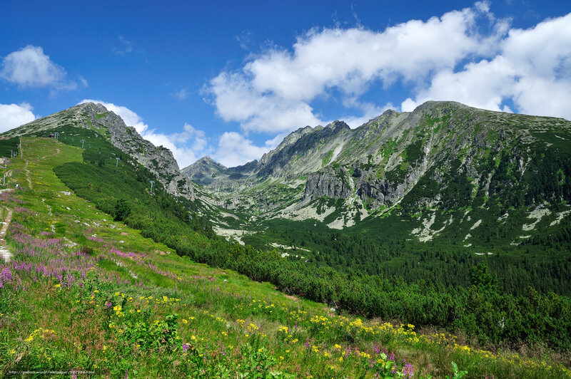 Mountain valley with wildflowers