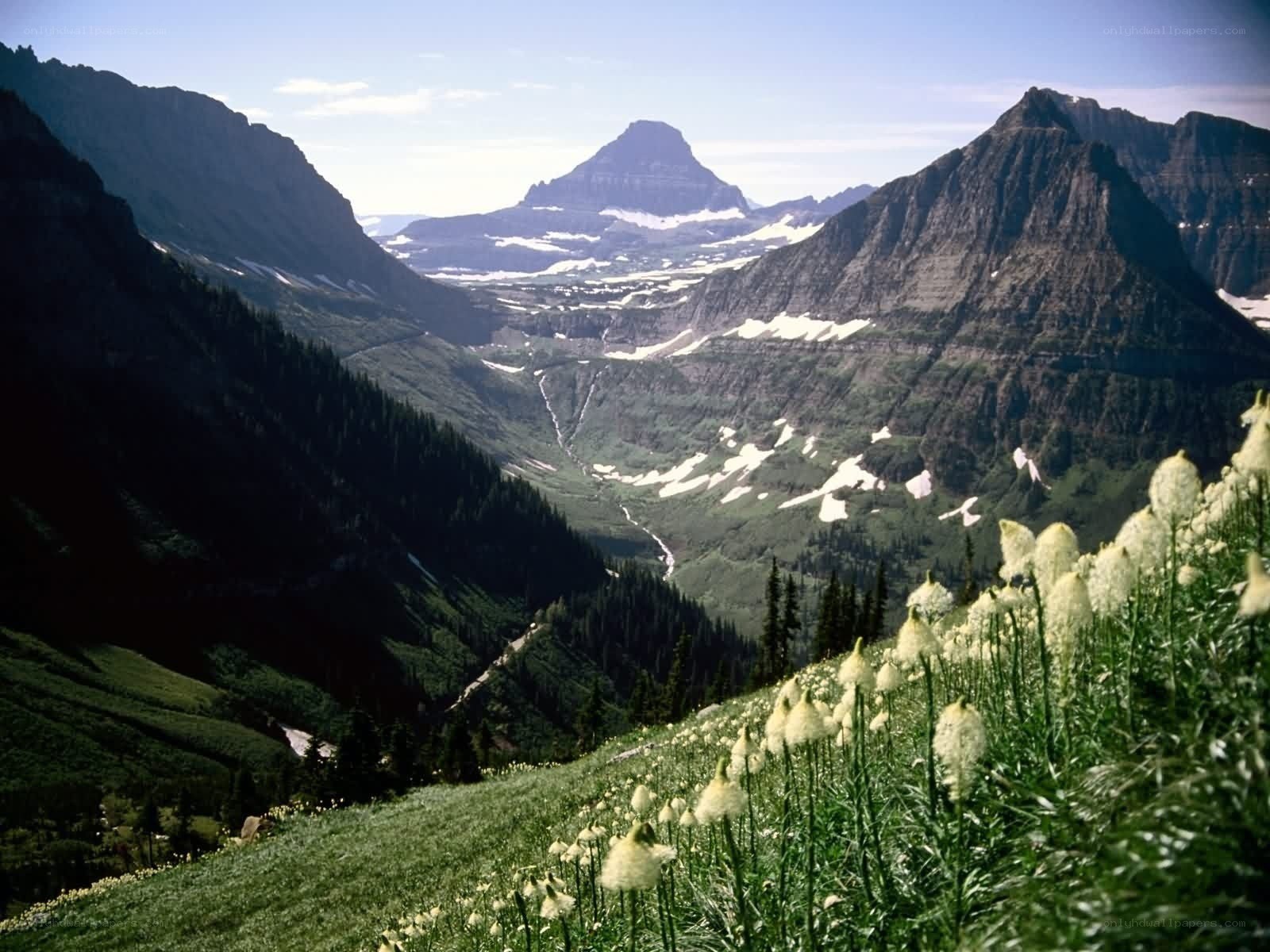 mountain valley with wildflowers