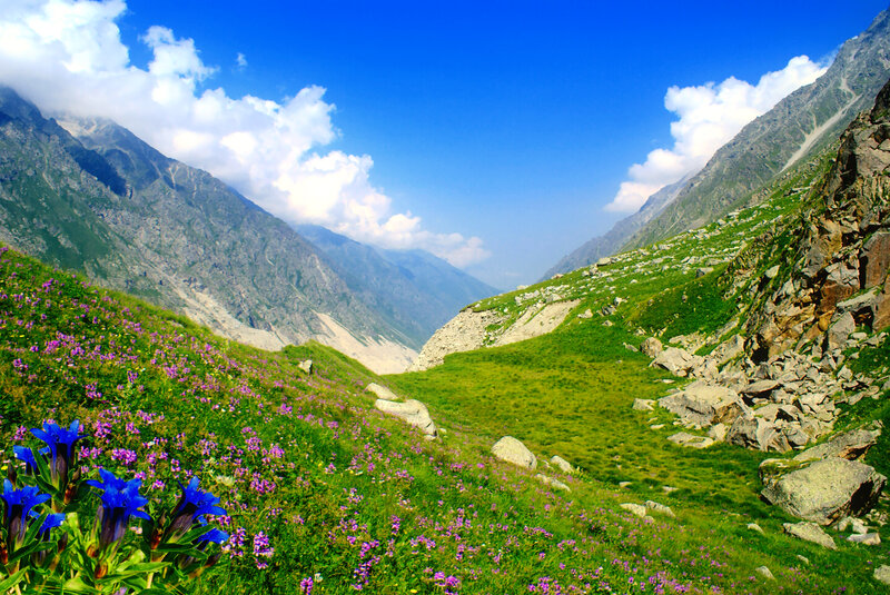 Mountain Valley with Wildflowers — Blue, Serene