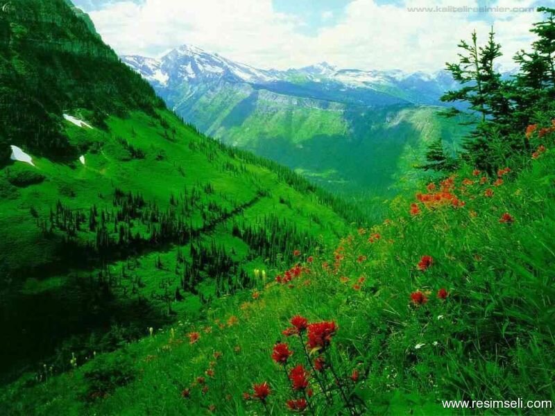 Mountain Valley with Wildflowers — Green, Serene