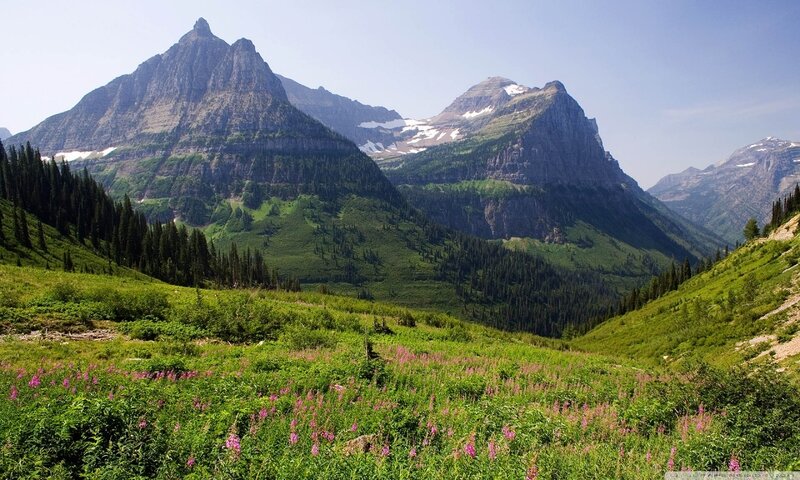 Mountain Valley with Wildflowers — Green