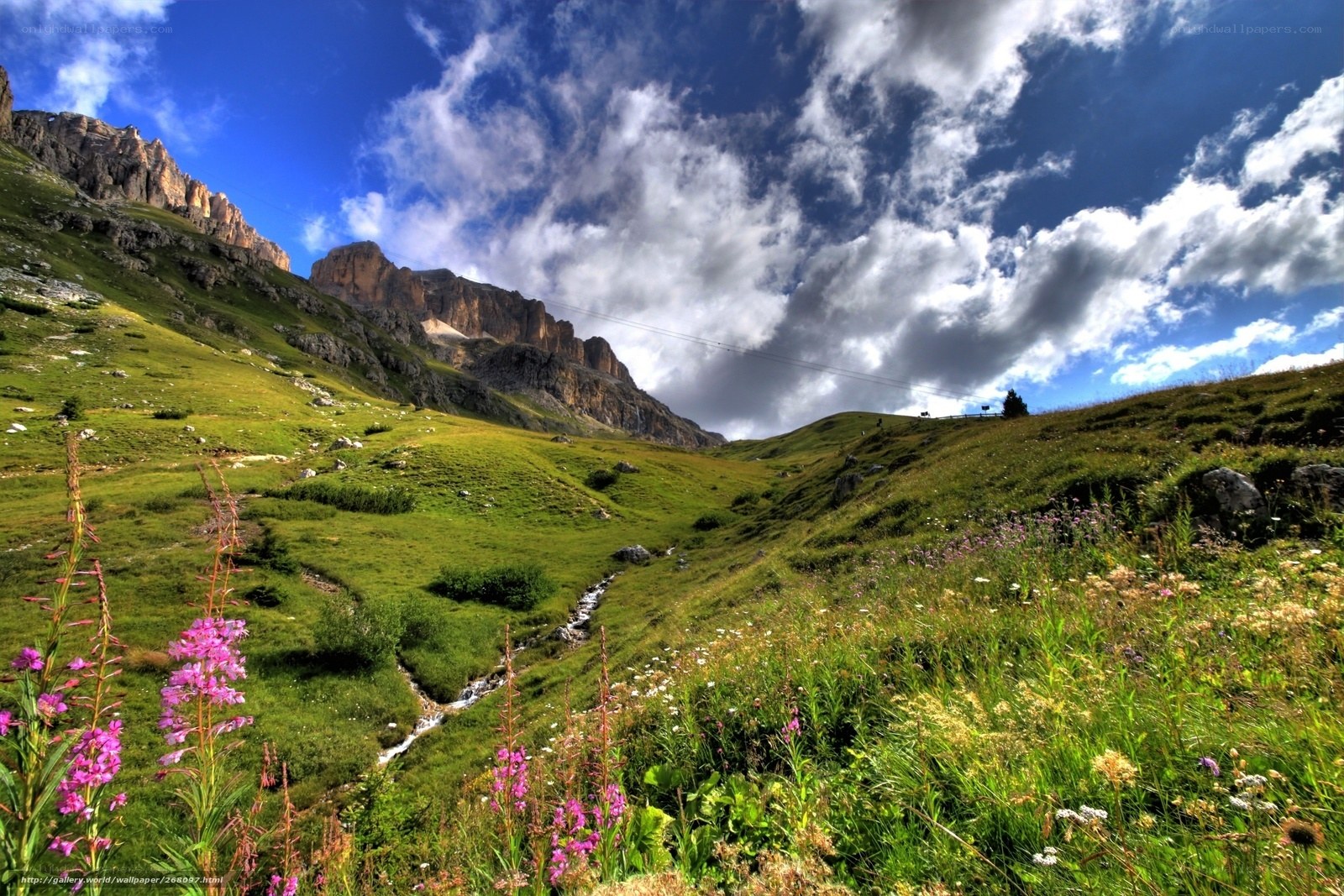 Mountain valley with wildflowers