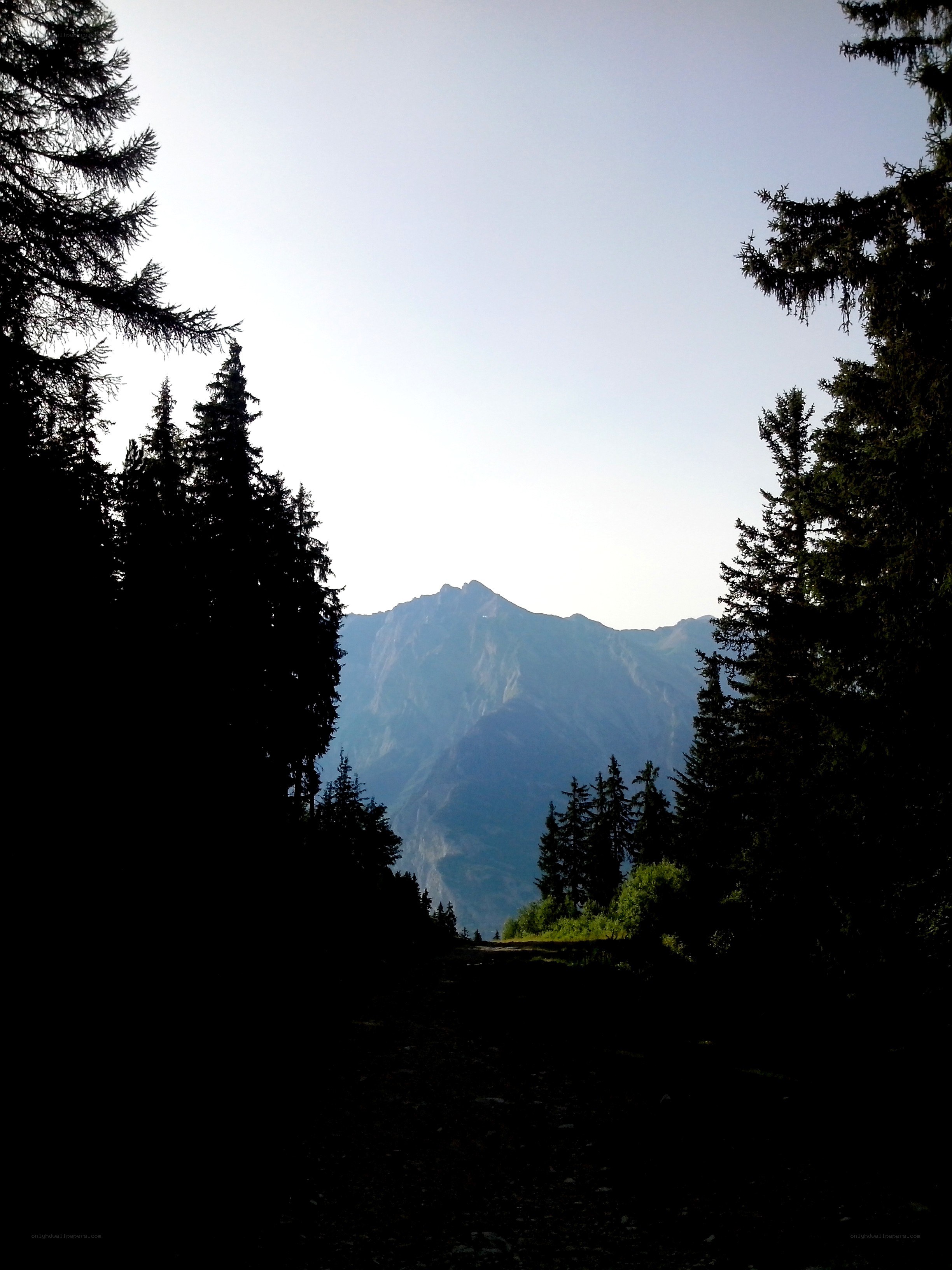 Mountain view through forest